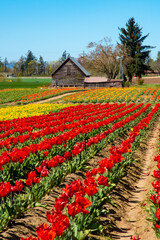 red and yellow tulips on the farm