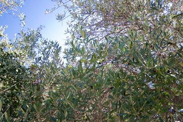 Olive Trees