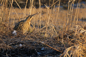 Rohrdommel im Schilf