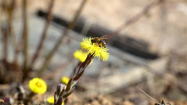 A bee pollinates a mother-and-stepmother flower(Tussil&aacute;go f&aacute;rfara)