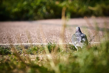 Pigeon walking on green grass in a park