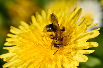Abeille et pollen