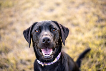 Black Labrador retriever portrait, outside in a park. 