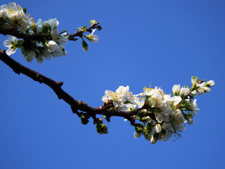 Prunus domestica, białe kwiaty śliwy na niebieskim tle, kwitnąca śliwa, białe kwiaty na tle niebieskiego nieba