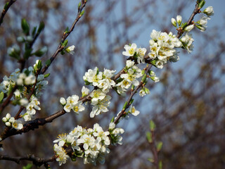Prunus domestica, białe kwiaty śliwy na niebieskim tle, kwitnąca śliwa, białe kwiaty na tle niebieskiego nieba - obrazy, fototapety, plakaty