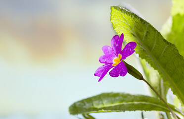 It's spring time. Forest violets in spring