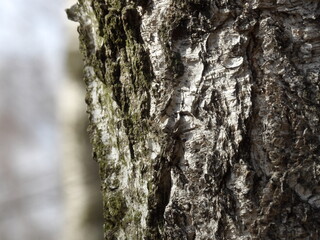 Bark
