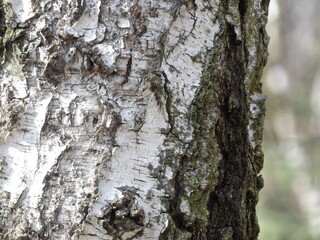 Bark