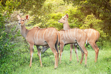 Group of three south african reddish brown antelope kudu with stripes on skin peacefully standing and eating green bush at a sunny day in savannah of selous game reserve or serengeti. Horizontal image