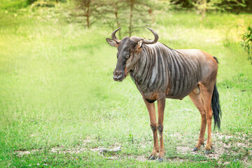 South african horned, greyish-brown wildebeest antelope also called the gnu standing at a sunny day on green grass of savannah of selous game reserve or serengeti. Image with copy space, horizontal