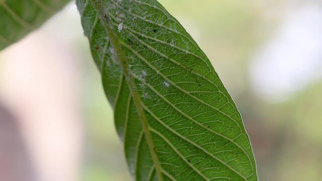 Whiteflies mealybug under the green guava leaf close up footage