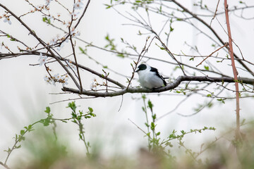 Collared Flycatcher bird (Ficedula albicollis) Singing Bird