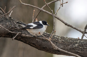 Collared Flycatcher bird (Ficedula albicollis) Singing Bird