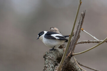 Collared Flycatcher bird (Ficedula albicollis) Singing Bird