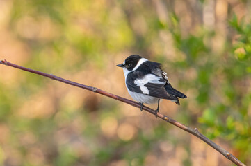 Collared Flycatcher bird (Ficedula albicollis) Singing Bird