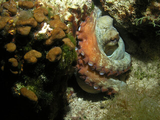Obraz na płótnie Canvas Common octopus in Adriatic sea, Croatia