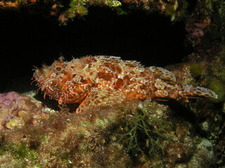 Scorpionfish in Adriatic sea, Croatia