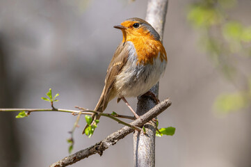 Close up photo of European robin (Erithacus rubecula)
