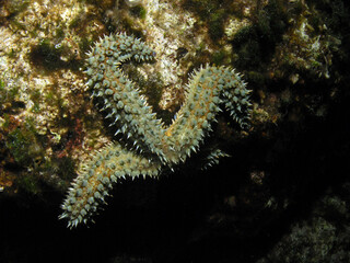 Spiny starfish in Adriatic sea near Hvar island, Croatia
