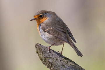 Close up photo of European robin (Erithacus rubecula)