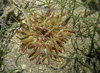 Naklejka na ściany i meble Mediterranean snakelocks sea anemone in Adriatic sea, Croatia