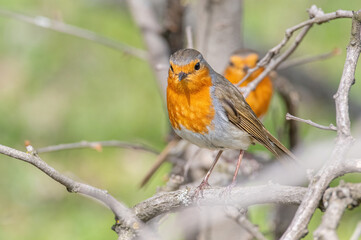 Close up photo of European robin (Erithacus rubecula)