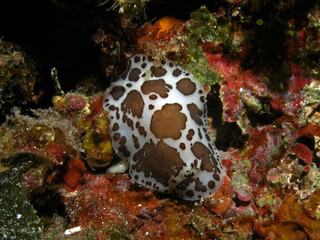  Dotted sea slug in Adriatic sea near Hvar island