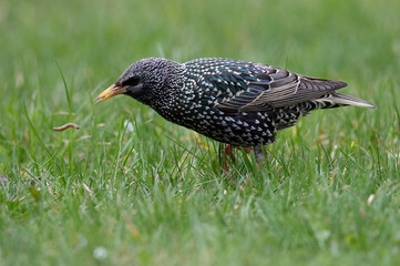 Starling(Sturnus vulgaris) sitting on the grass