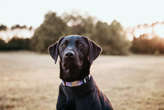Black Labrador retriever portrait, outside in a park. 