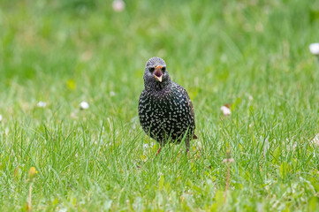 Starling(Sturnus vulgaris) sitting on the grass