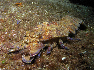 Mediterranean slipper lobster in Adriatic sea near Brac island, Croatia