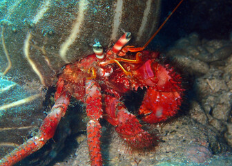 Dardanus calidus - hermit crab with the sea anemone in Adriatic Sea near Hvar island, Croatia