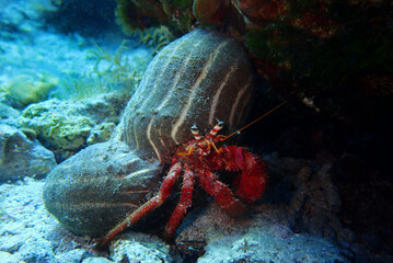 Dardanus calidus - hermit crab with the sea anemone in Adriatic Sea near Hvar island, Croatia