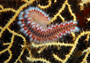 Bearded fireworm in Adriatic sea, Croatia