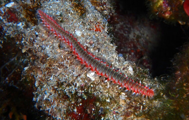 Naklejka na ściany i meble Bearded fireworm in Adriatic sea, Croatia