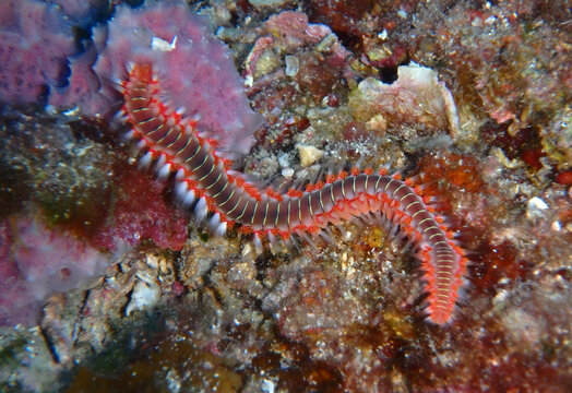 Bearded fireworm in Adriatic sea, Croatia