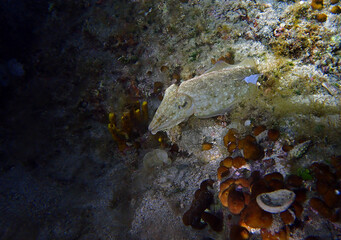 Common cuttlefish in Adriatic Sea near Hvar Island