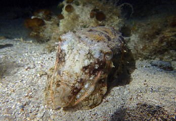 Common cuttlefish in Adriatic Sea near Hvar Island