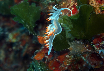 Cratena peregrina - pilgrim hervia nudibranch in Adriatic sea, Croatia