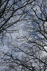 Black bare tree branches against the background of the winter cloudy blue sky
