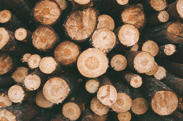 Round wood, a stack of cut trees. Sectional view from the end of the tree and growth rings.