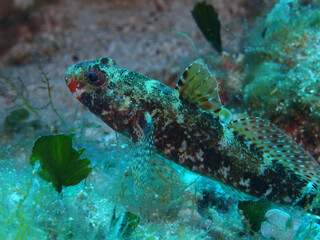 Goby fish in Adriatic sea near Hvar island, Croatia 