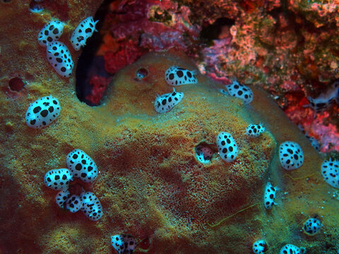 Colony Of Dotted Sea Slugs In Adriatic Sea Near Hvar Island