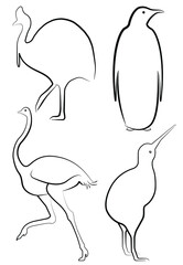 Four kinds of flightless birds outline icons. Vector line ratite species in sketch drawing. Isolated countour and silhouette of wildbird illustrations. Fauna of planet's southen part.