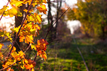Yellow leafs with railway in autumn