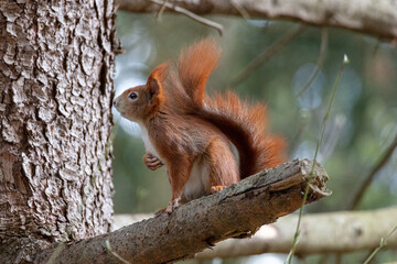 Naklejka na ściany i meble so cute #1 - red squirrel
