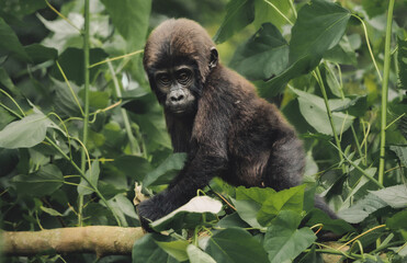 WILDLIFE PHOTOS