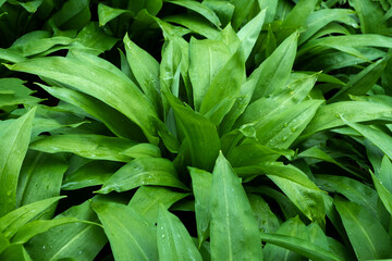 Wild grown bears garlic leaves herbs in forest. Allium ursinum Natural Carpet of fresh ramson leaves