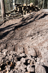 environmental degradation in the forest