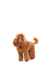 Groomed beautiful red poodle dog with a pink bow